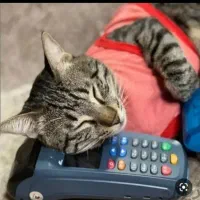 کارتخوانD230/S915/I90/p10 کمترین درصدمالیات کشلسM7