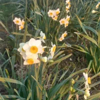 حراج نرگس|حراج|پردیس, فاز ۱|دیوار