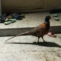 خروس|حیوانات|اهواز, سخیریه|دیوار