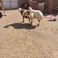 دوتا بره ماده جنس دار خشکل|حیوانات مزرعه|تربت‌حیدریه, چهارراه خواف|دیوار