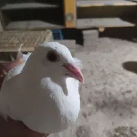 چندجفت کبوتر