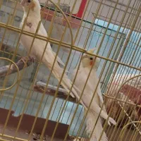 عروس هلندی ۵ماهه|پرنده|سرپل ذهاب, |دیوار