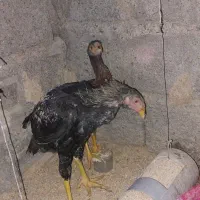 مرغ و خروس لاری|حیوانات مزرعه|آسارا, |دیوار