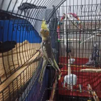 عروس هلندی|پرنده|سوسنگرد, |دیوار