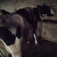 گاو|حیوانات مزرعه|قوچان, |دیوار