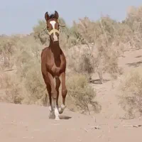 اسب نر