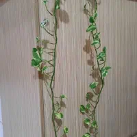گل طبیعی همراه گلدان همه باهم باقیمت مناسب|گل و گیاه طبیعی|تهران, اوقاف|دیوار