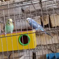 جفت مرغ عشق