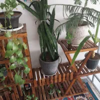 گل کاج مطبق سانسوریا دراسنا برگ انجیلی پتوس ارتشی|گل و گیاه طبیعی|اسلامشهر, شهرک محمدیه|دیوار