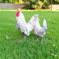 تخم،جوجه،مرغ زینتی لاکنولدر، ورورک، اپنزلر آراکانا|حیوانات مزرعه|مشهد, شهید فرامرز عباسی|دیوار