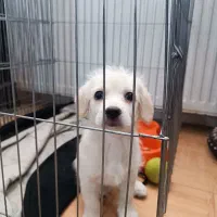 سگ اشپیتز پامر