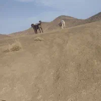 سگ گله همه چیز تموم