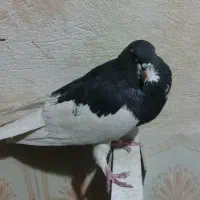 کفتر شهری ،چنگ موشی ،دمبی، طوقی|پرنده|طسوج, |دیوار