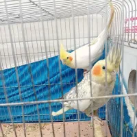 عروس هلندی جفت|پرنده|اصفهان, قهجاورستان|دیوار