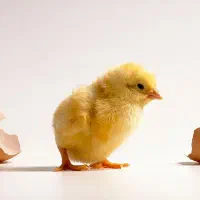 جوجه محلی