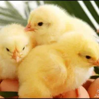 سرمایه گذاری در پرورش مرغ گوشتی مرغداری