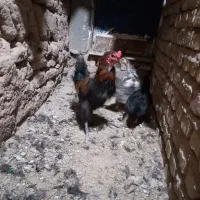 خروس زابلی