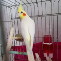 عروس هلندی مولد