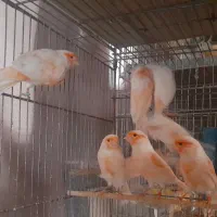قناری موزاییکی|پرنده|یزد, |دیوار