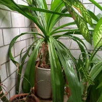 گل و گلدان بزرگ