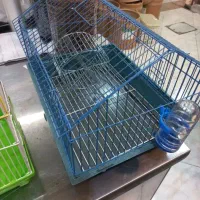 واگذاری همستر ترجیحا کمپل