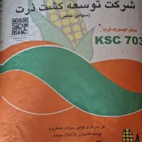 بذر ذرت ۷۰۳ زودرس با تناژ بالا