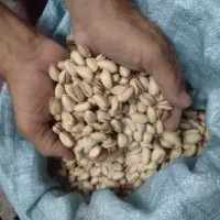 پسته خشک دامغان|حراج|تهران, شادمان|دیوار