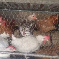 خروس و مرغ محلی و ایام سمانی|حیوانات مزرعه|طرقبه, |دیوار