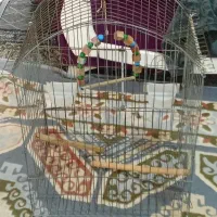 قفس پرنده