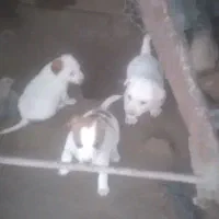 سگ پاکوتاه