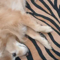 این سگ به نام پاما فروشی