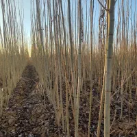 نهال صنوبر درجه یک با قیمت مناسب|خدمات باغبانی و درختکاری|میاندوآب, |دیوار