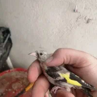 سهره جوجه