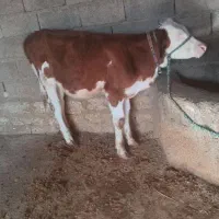 گاووگوساله|حیوانات مزرعه|شوشتر, |دیوار