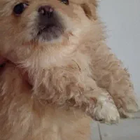 توله 3 ماهه