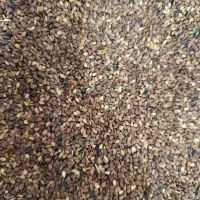 کنجد|عمدهفروشی|عطاملک, |دیوار