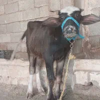 گاومیش