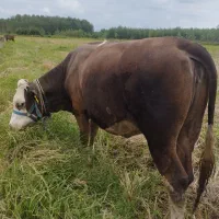 چندین راس گاو گوساله لیشه سیمینتال تلیسه