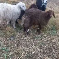 بره پای پلوار|حیوانات مزرعه|سلامی, |دیوار