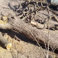 خرید انواع چوب باغی و ساختمانی|خدمات باغبانی و درختکاری|علی‌آباد کتول, |دیوار