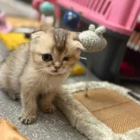 گربه اسکاتیش فولد و ny12 گلد|گربه|تهران, گلستان (شهرک راه آهن)|دیوار