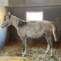 اسب کره نریان