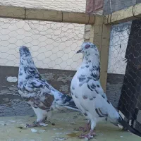 نقش و پرشی|پرنده|سمنان, |دیوار