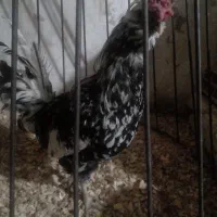 خروس گلین لری|حیوانات مزرعه|قرچک, فردیس|دیوار