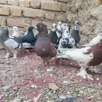 کبوتر|پرنده|شیراز, کرونی(خاتونک)|دیوار