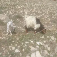 بز شیری با بزغاله