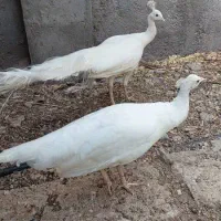 فروش طاووس سفید بالغ|پرنده|بندرلنگه, |دیوار