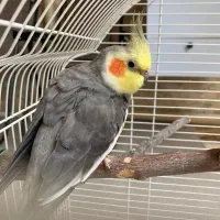 عروس هلندی سخنگو