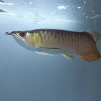 ماهی اکواریوم اروانا گلدن ۲۴k