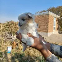 توله پاکوتا